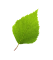 birch